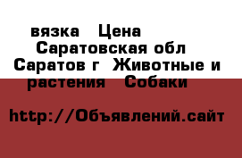 вязка › Цена ­ 2 000 - Саратовская обл., Саратов г. Животные и растения » Собаки   